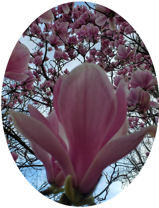 cie archet et soufflet